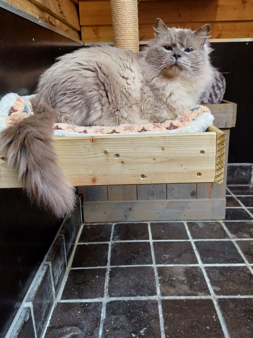 Mooie lieve Ragdoll Blue Point kater met stamboom