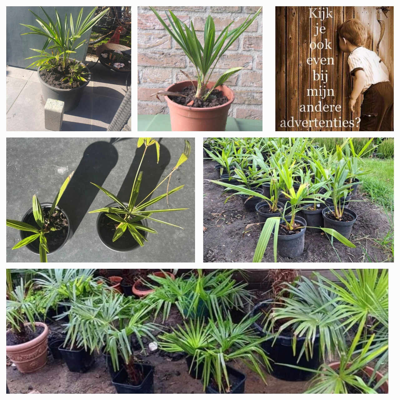 Origineel kadootje | Palmpoompjes 10 euro per stuk.