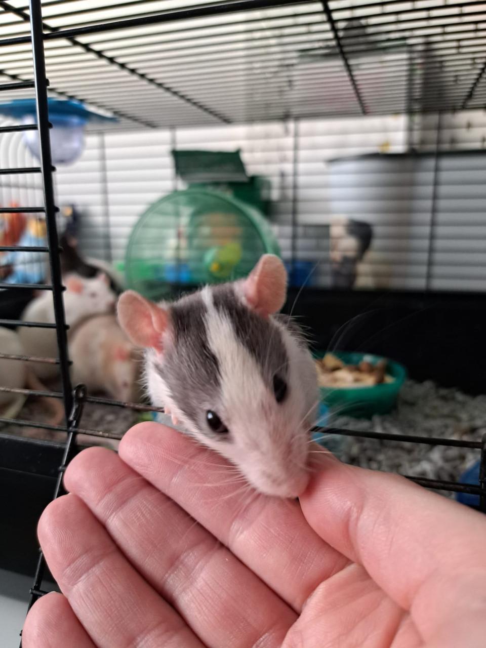 Handtamme ratjes