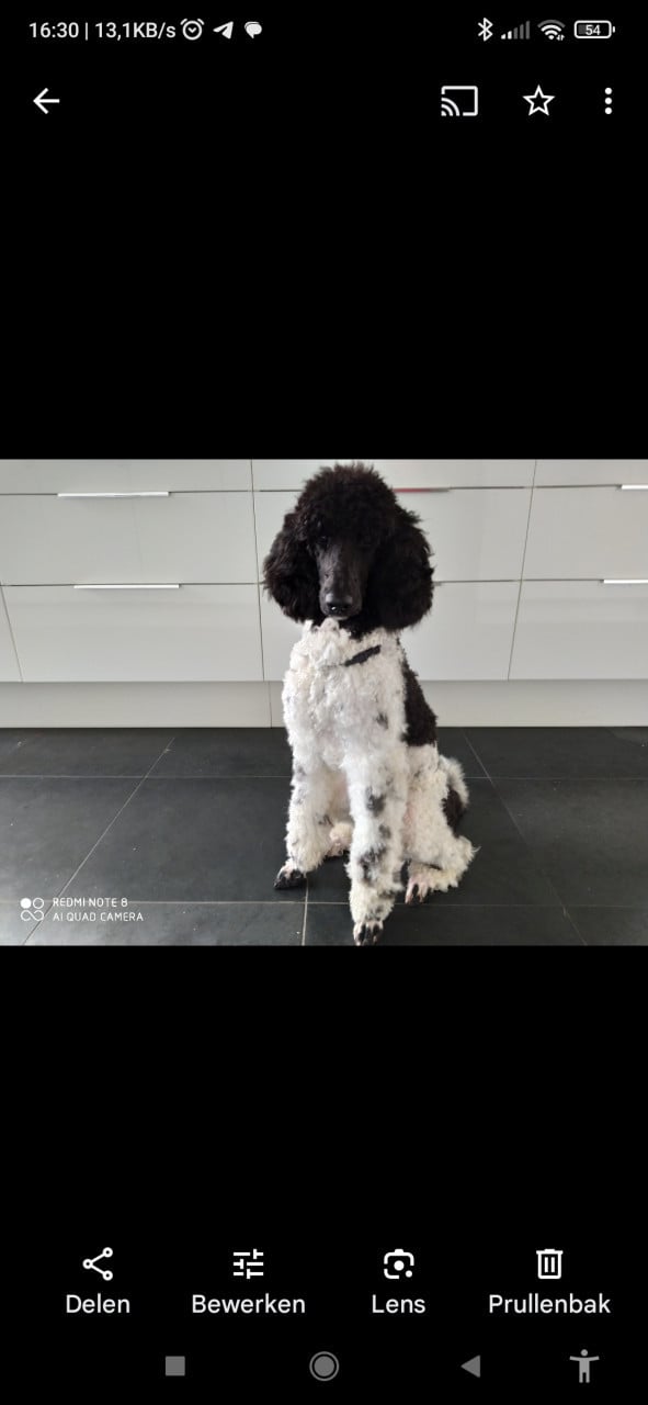 Koningspoedel pups in werpkist