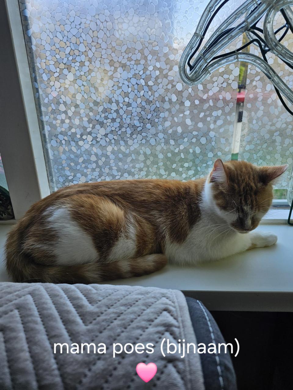 Katten/kitten adoptie