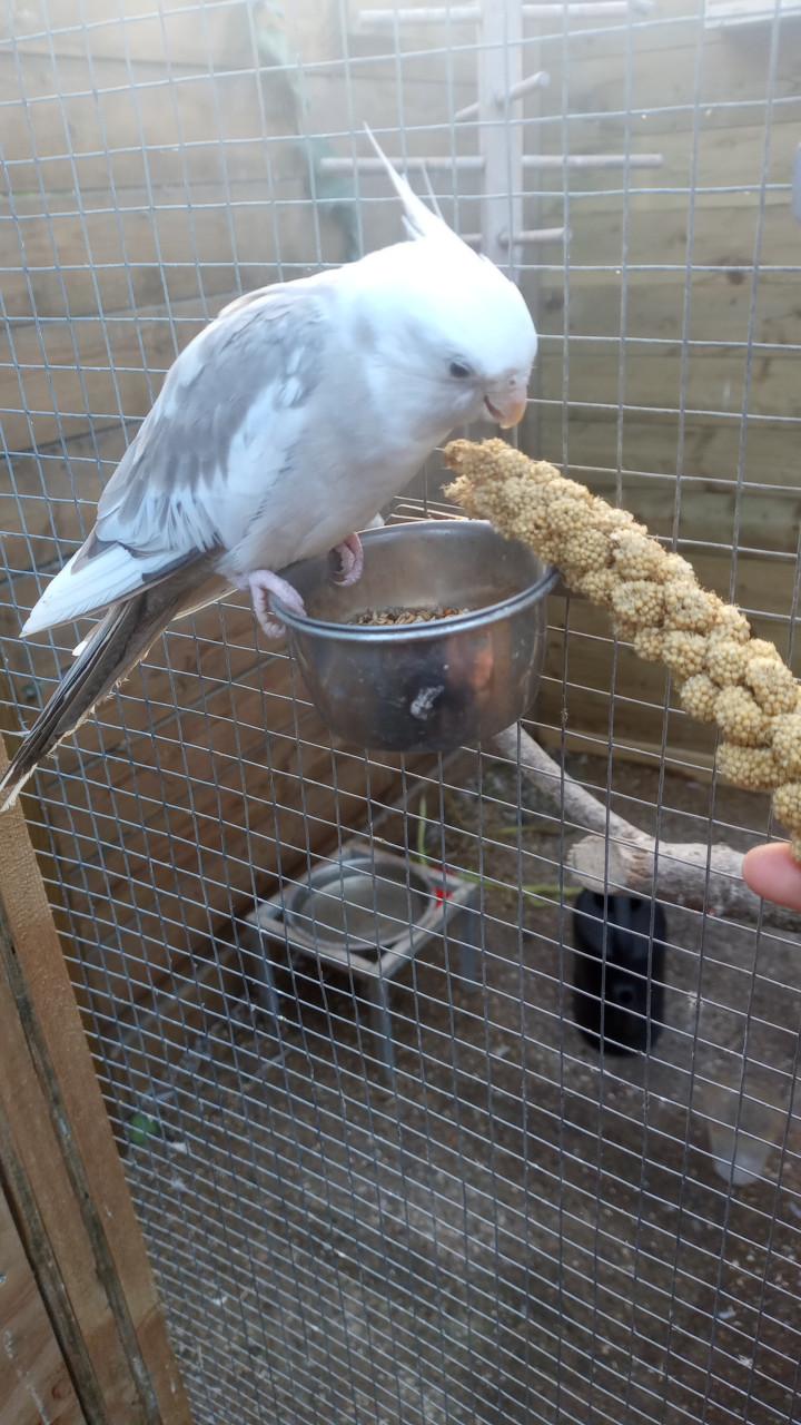 Bewezen koppel valkparkieten
