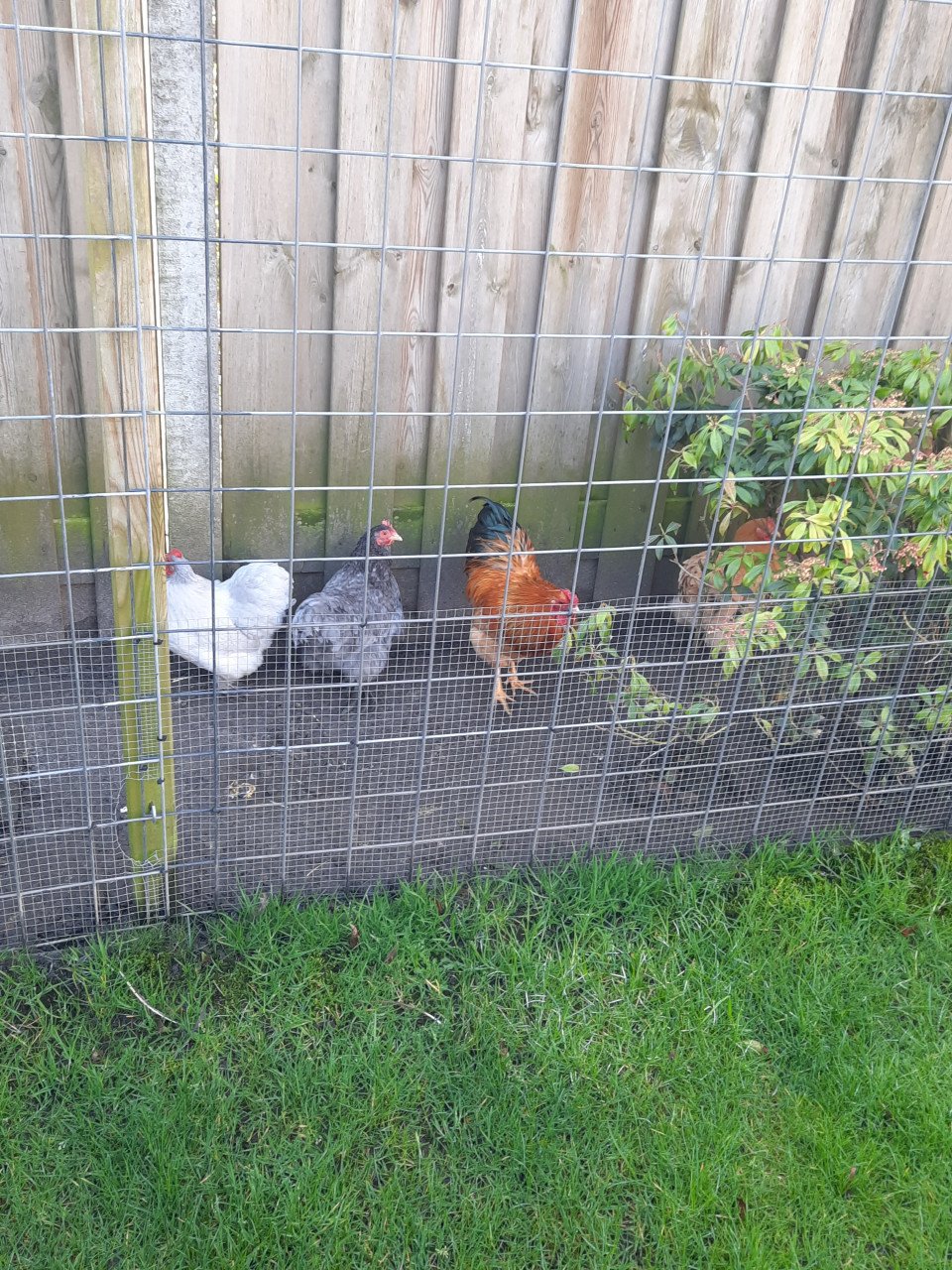 5 kippen cochin kriel