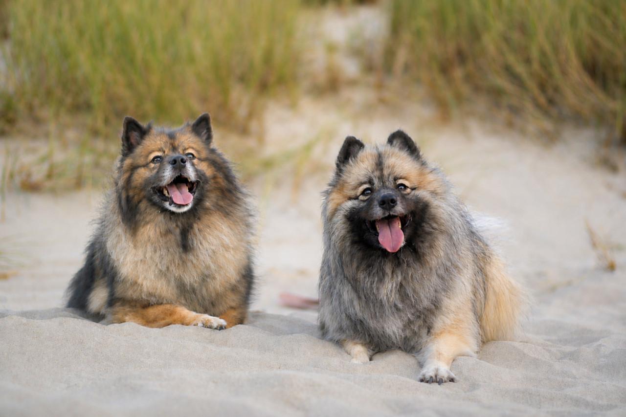 Dieren fotoshoot