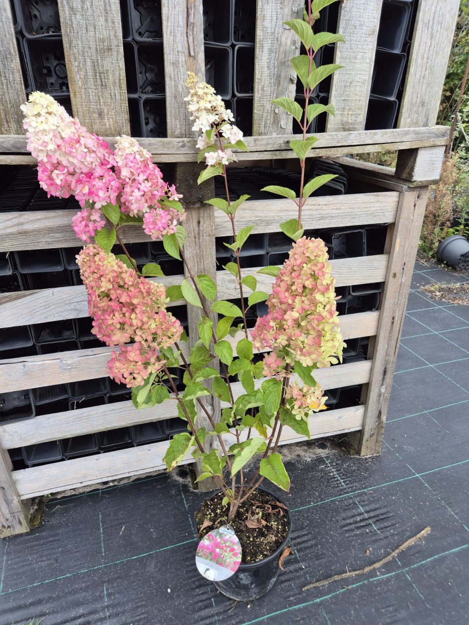 Pluimhortensia Fraise Melba