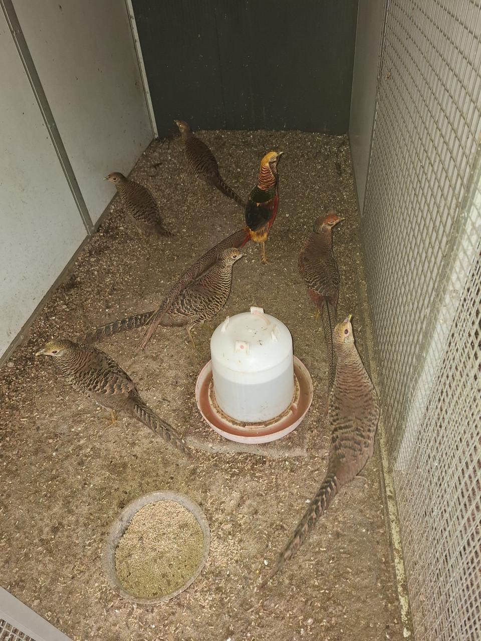 Diverse soorten fazanten