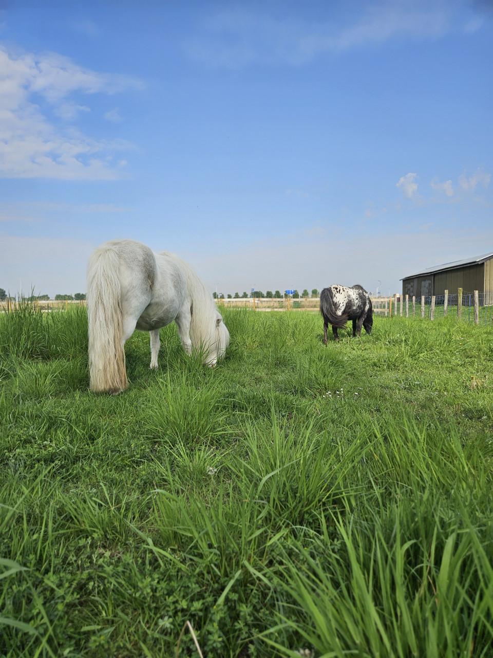 Prachtige appaloosa mini-paardjes