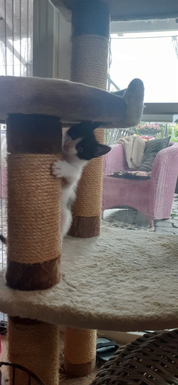 Lieve aanhankelijke kittens ❣