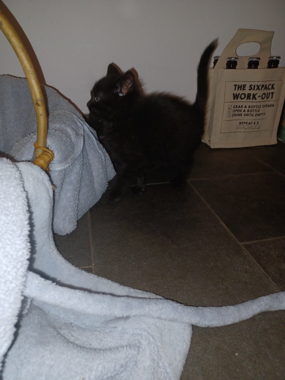 Kittens