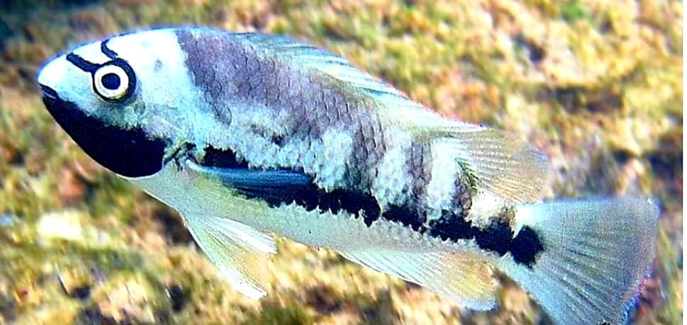 Aquariumvissen hollenbroeders