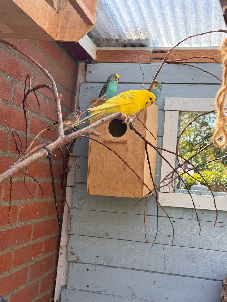 Grasparkieten