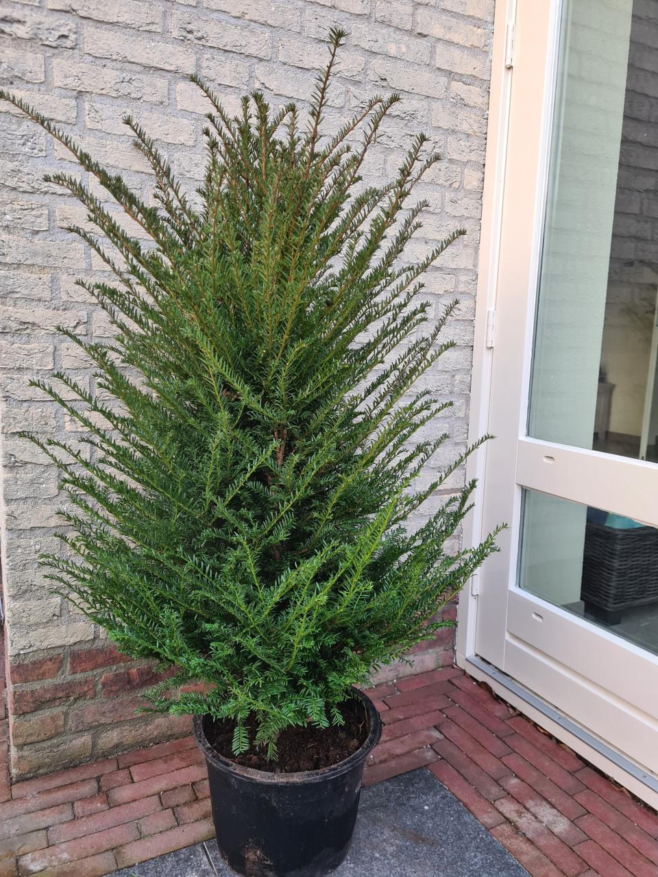 Taxus Baccata haagplanten in alle maten leverbaar