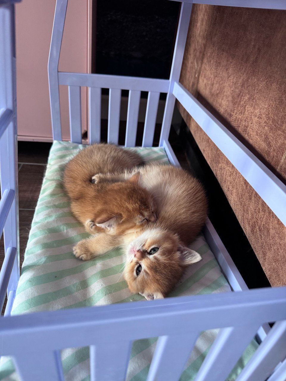 Kittens britse korthaar black golden shaded met stamboom