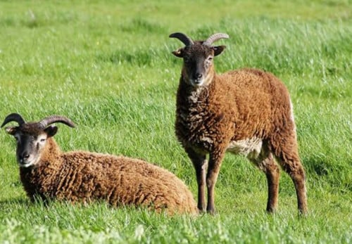 Soay ruischaap klein blijvend schaap schapen