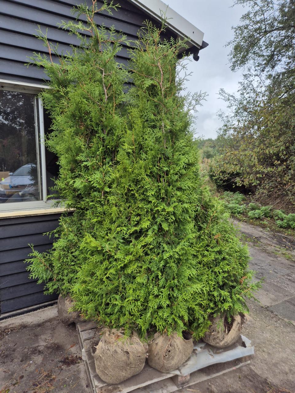 Thuja Brabant haagconiferen tot 3m weer leverbaar