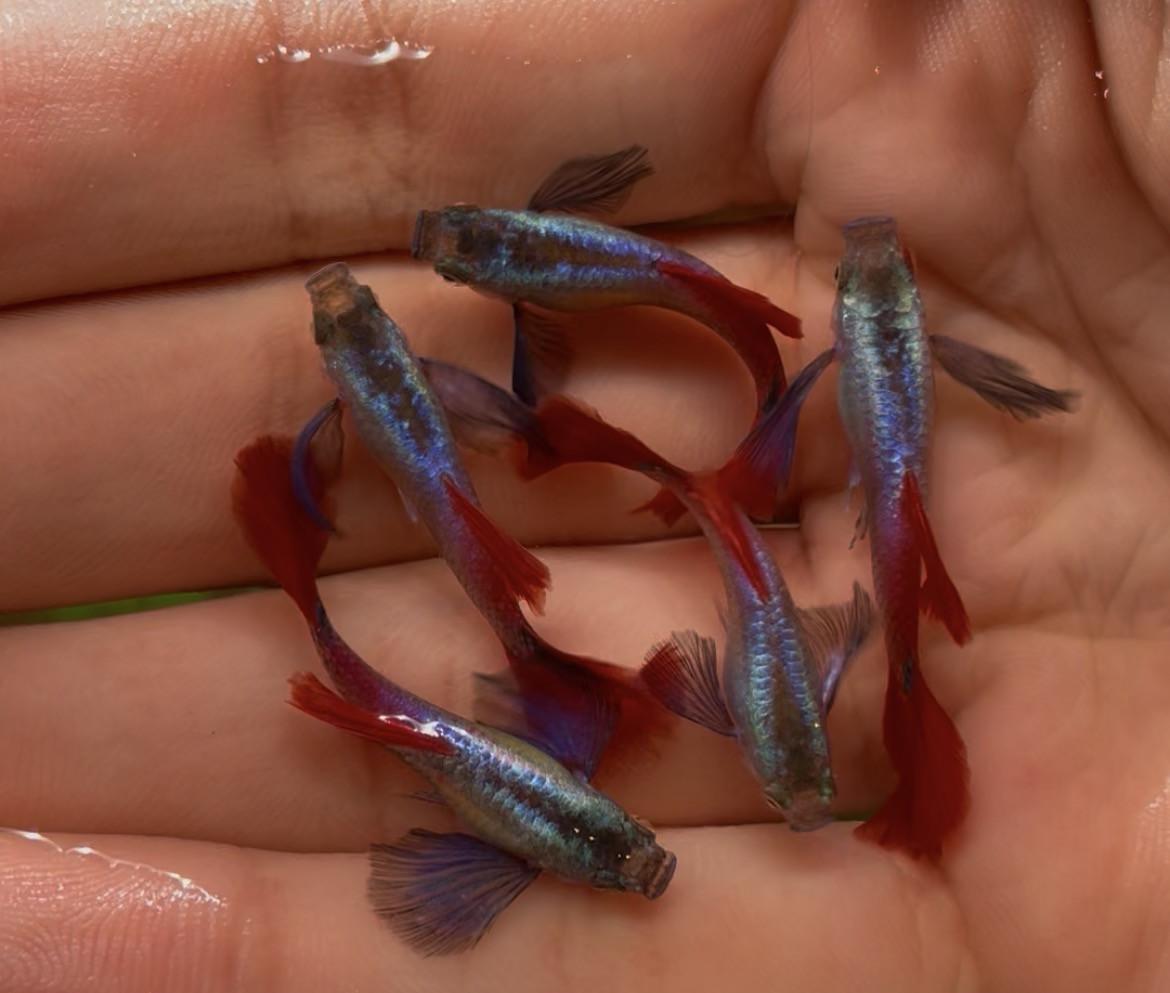 Platinum dumbo ear red tail guppy mannen.