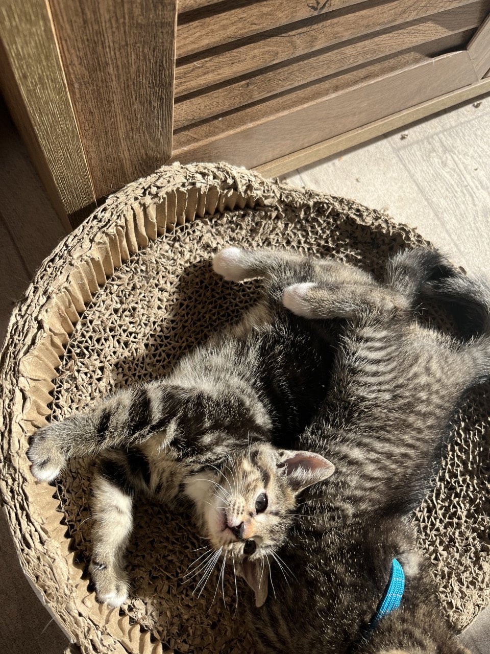 Kittens