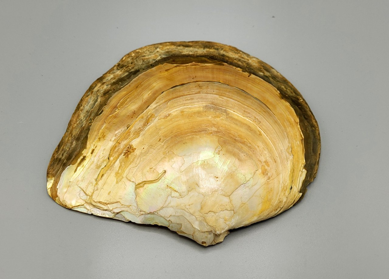 Een Grote Decoratieve Schelp Met Parelmoer in Reliëf