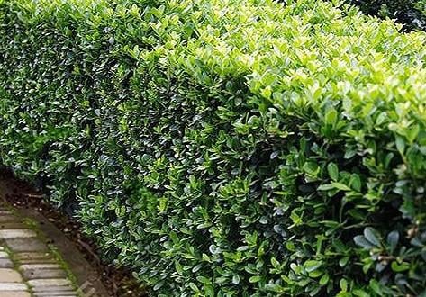 Ilex Crenata Caroline Upright - ideale buxusvervanger