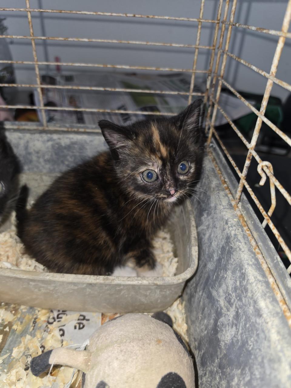 Kittens kitten poes poesjes kat katjes ophalen mogelijk