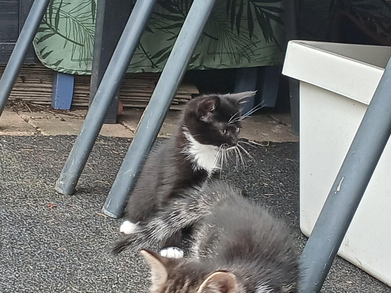 Gratis kittens