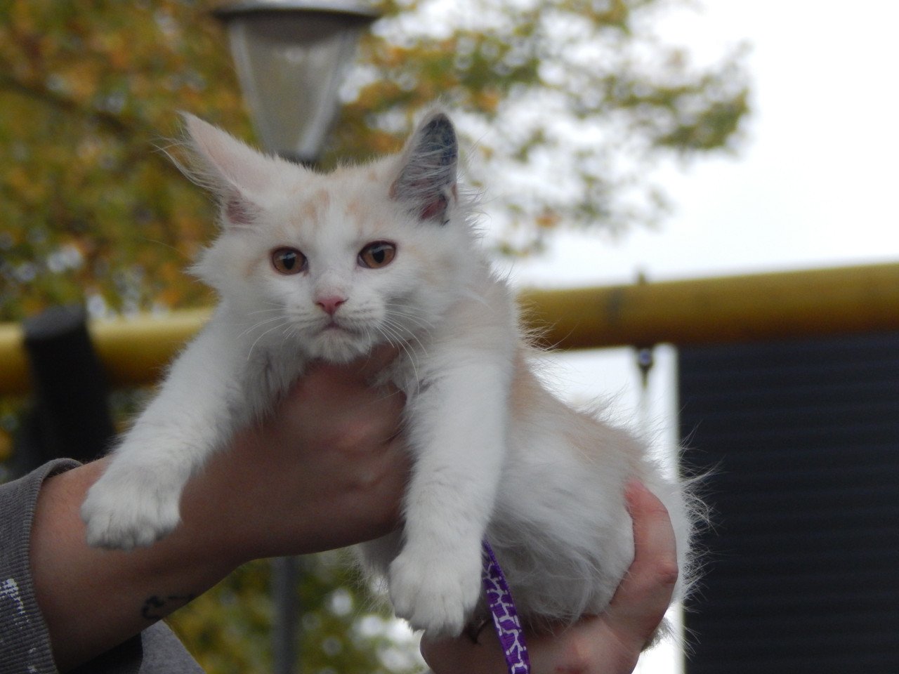 4 maine coon katertjes met stamboom