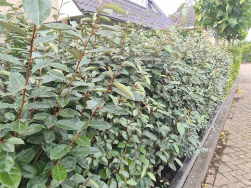 Olijfwilg haagplanten in alle soorten en maten