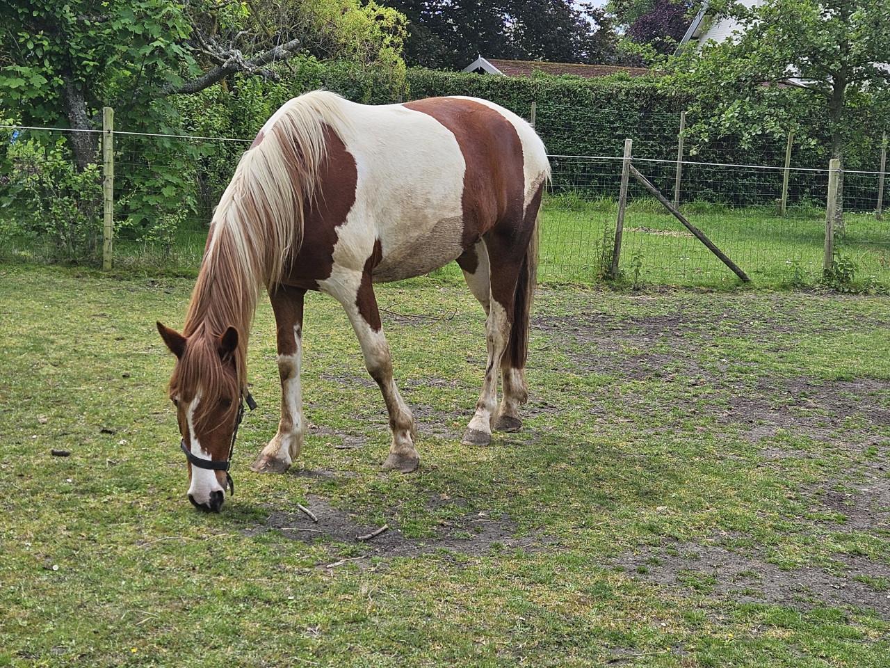 Mooie bonte paard