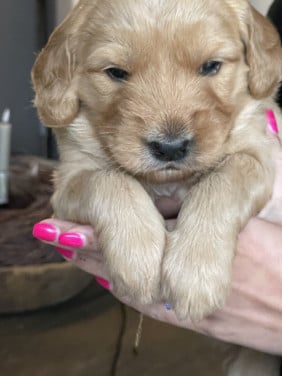 Mooie pups Golden retriever x Labradoodle
