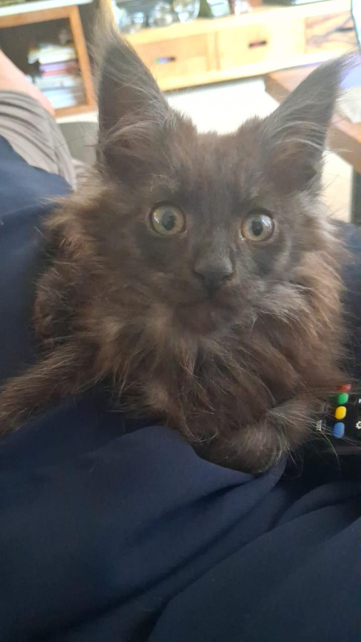 Kittens Maincoons