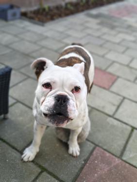 Te koop Old English Bulldog.
