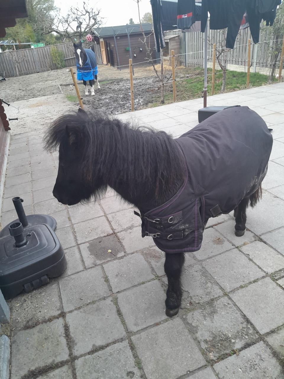 Te koop shetlander bijna 3 jaar onbeleerd.