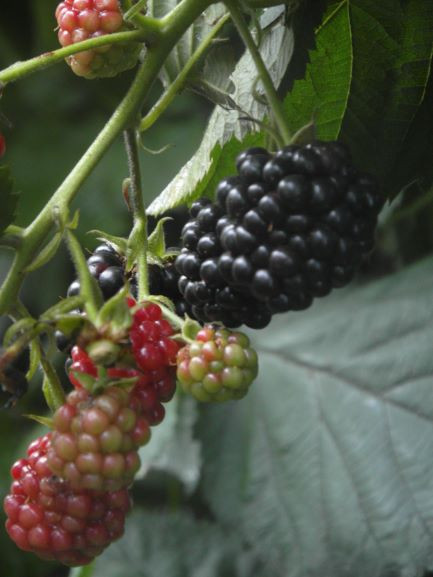 Druivenplanten, bramenplanten, bessenstekken