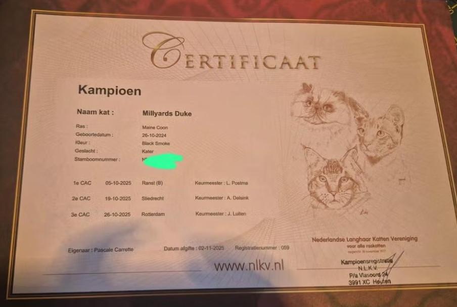 Prachtige maine coon dekkater  (niet te koop)