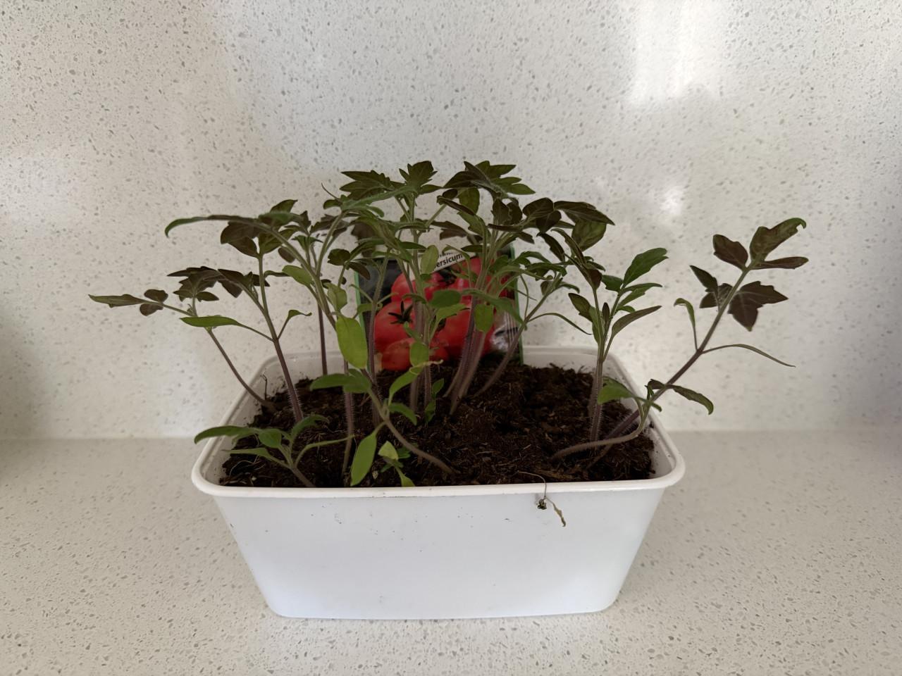 Tomaten 🍅 plantjes