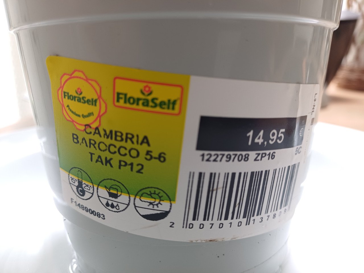 4 x Cambria-ORCHIDEE (Cambria 'Barocco') D 12 H 50 cm