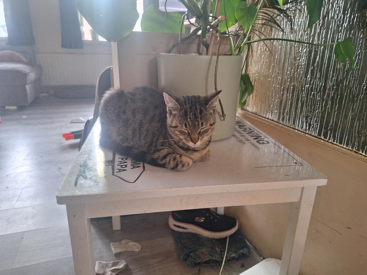 Kleine poes van een 5 maandem