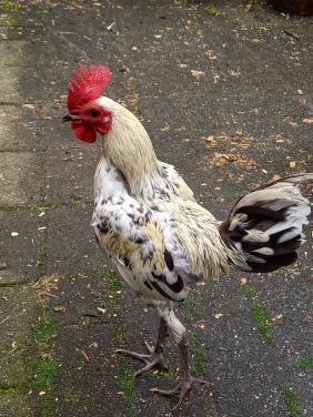 KRIELKIPPEN (op hoge pootjes)