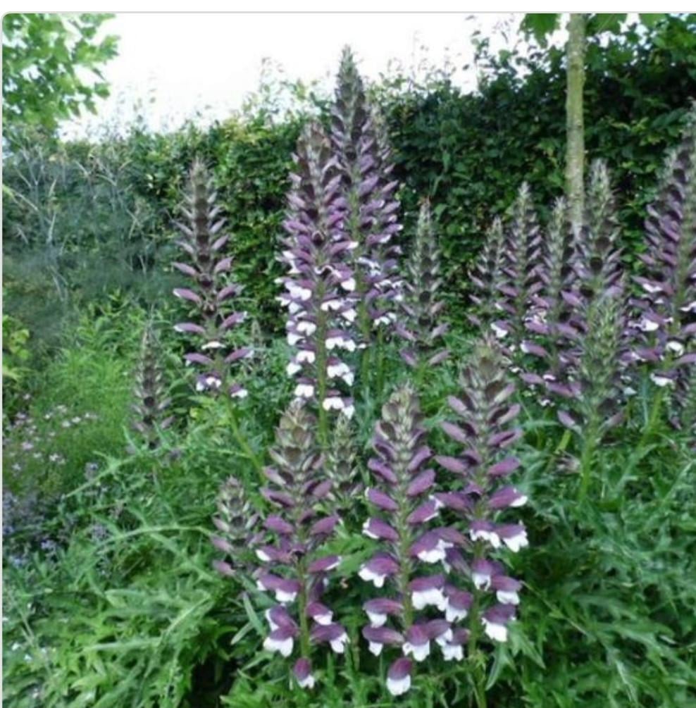Stekje acanthus mollis