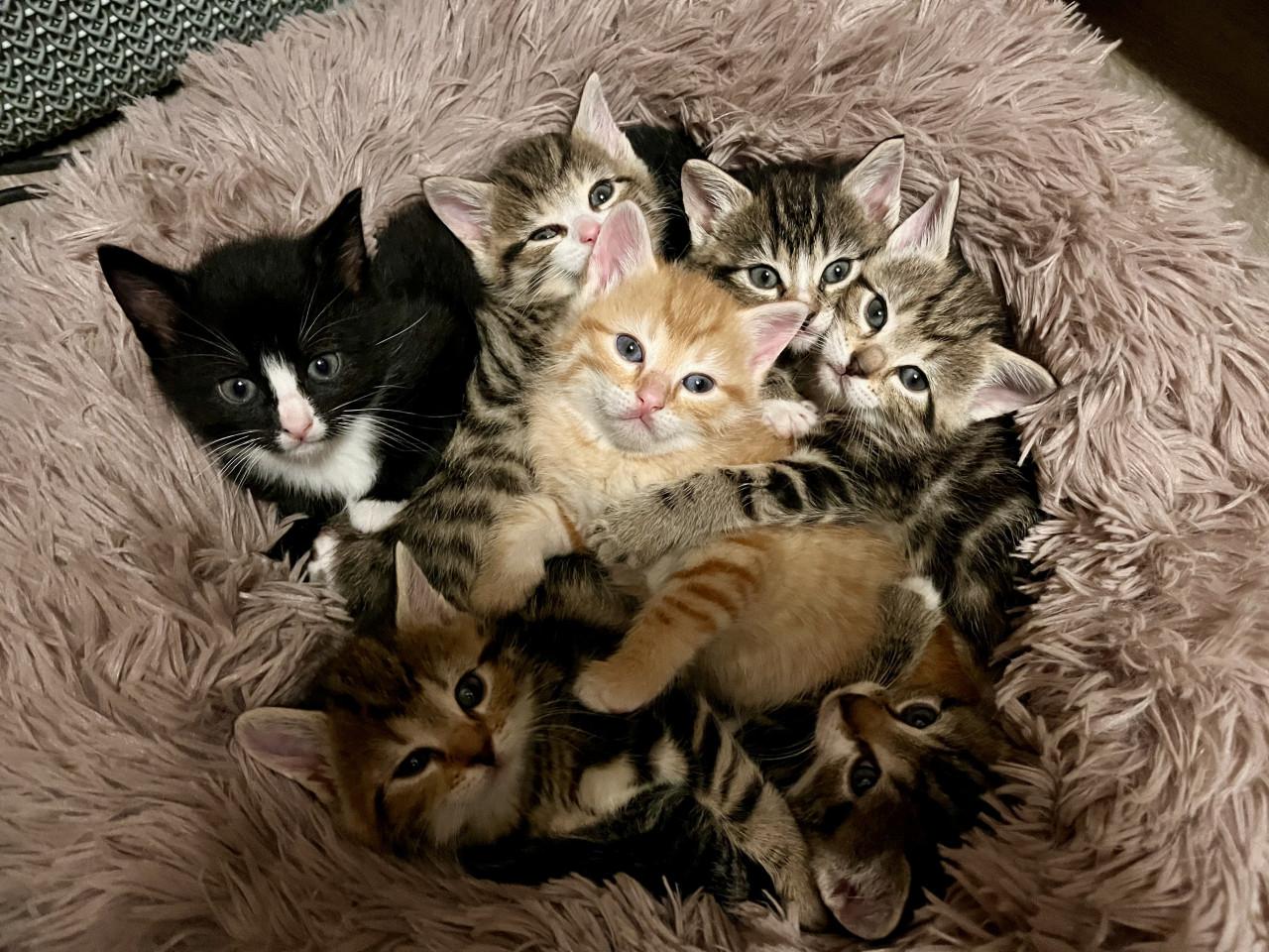 Schattige kittens