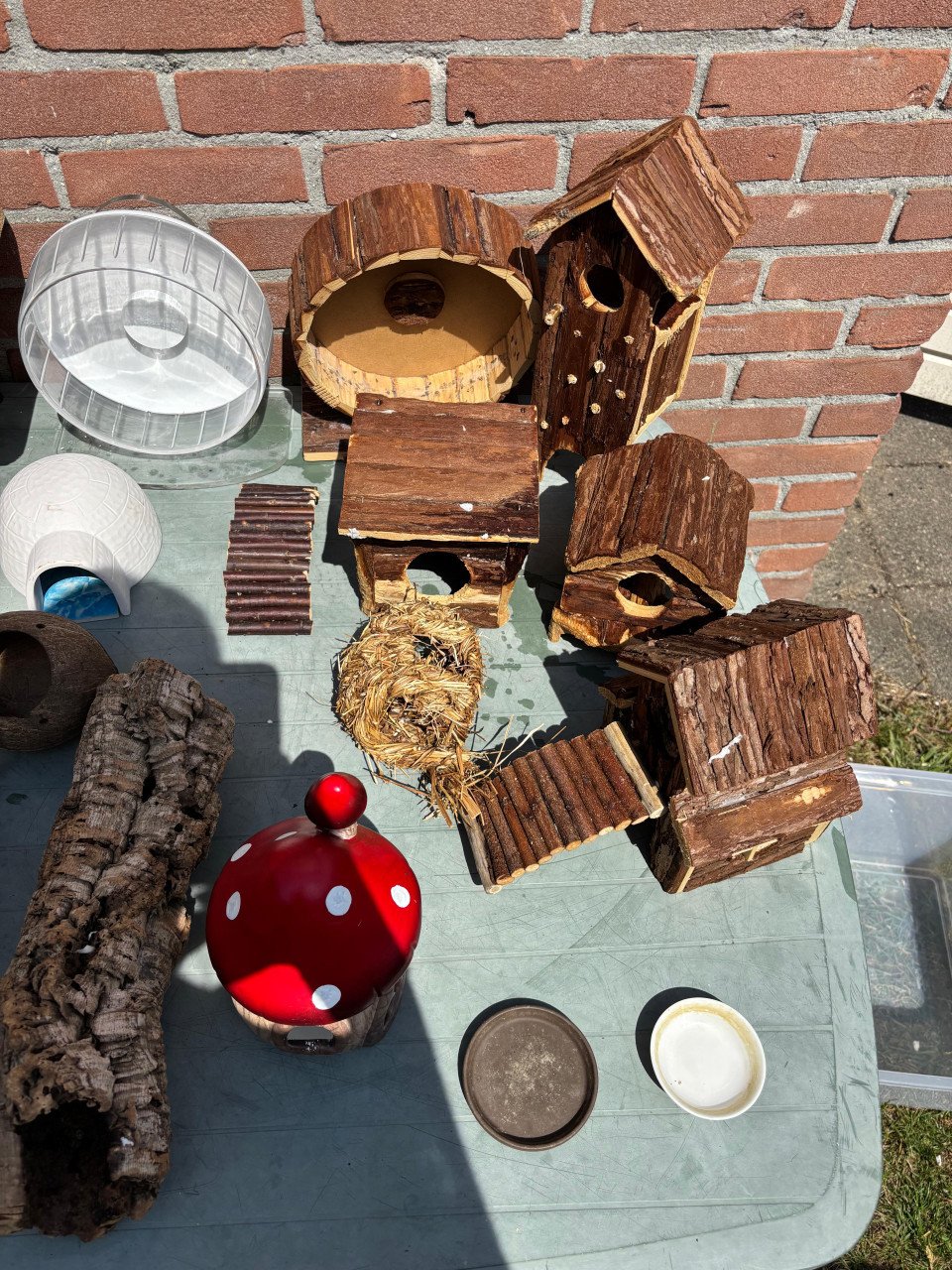 Knaagdieren