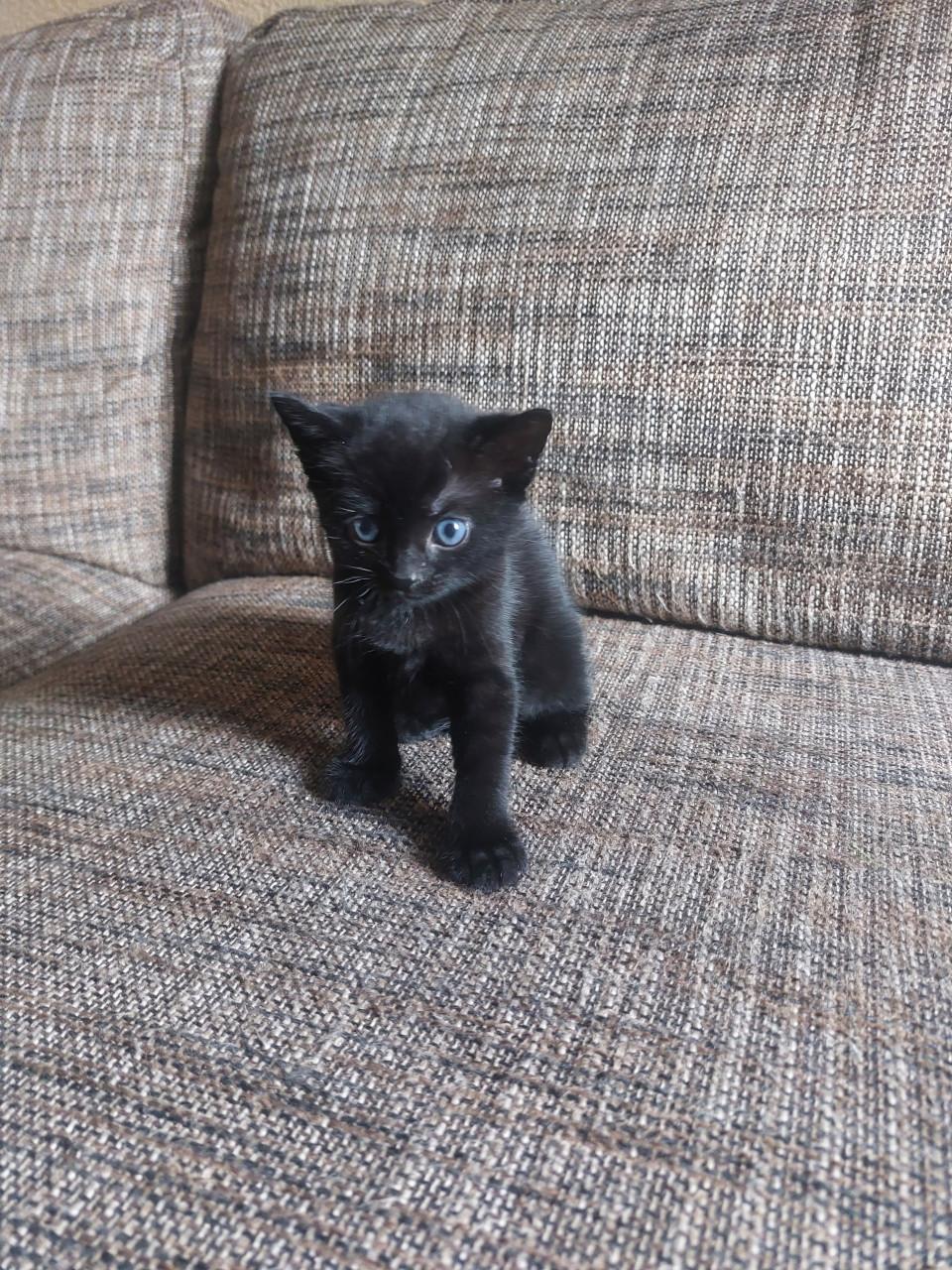 2 Zwarte Kittens M/V