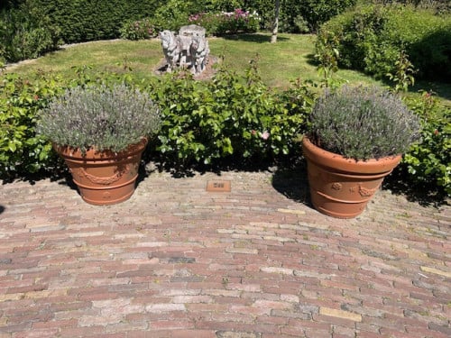 2 grote kunststof bloempotten incl lavendel