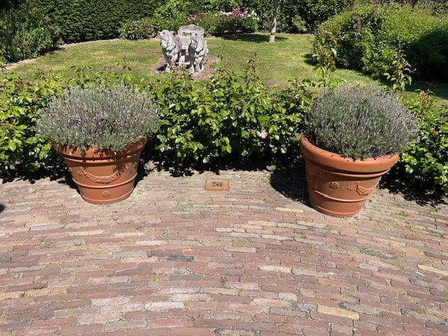 2 grote kunststof bloempotten incl lavendel