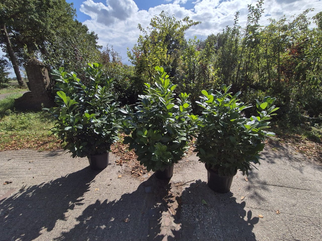 Forse Prunus Etna laurierstruiken