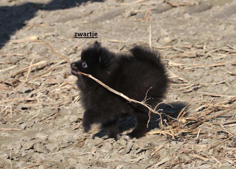 Pomeriaan pups ( teefjes )