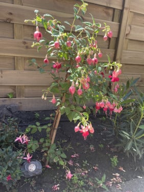 🌸tuin hulp gezocht 🌸