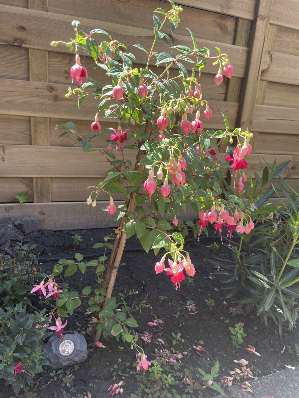 🌸tuin hulp gezocht 🌸