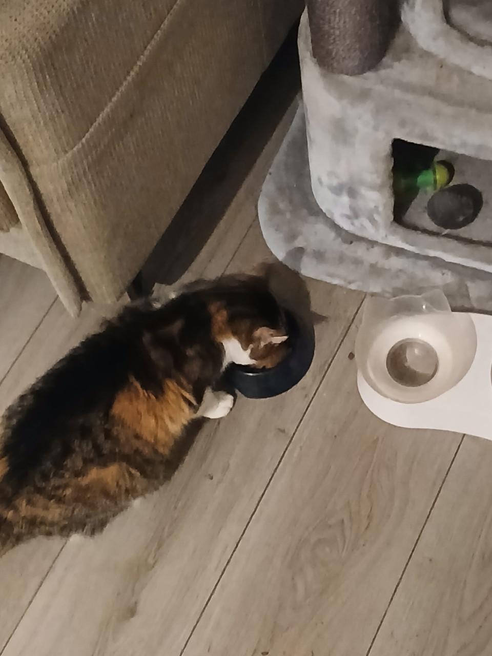 Bordeauxrode overgordijnen 2 stuks