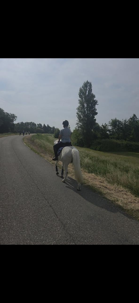 Brave allround kinderpony
